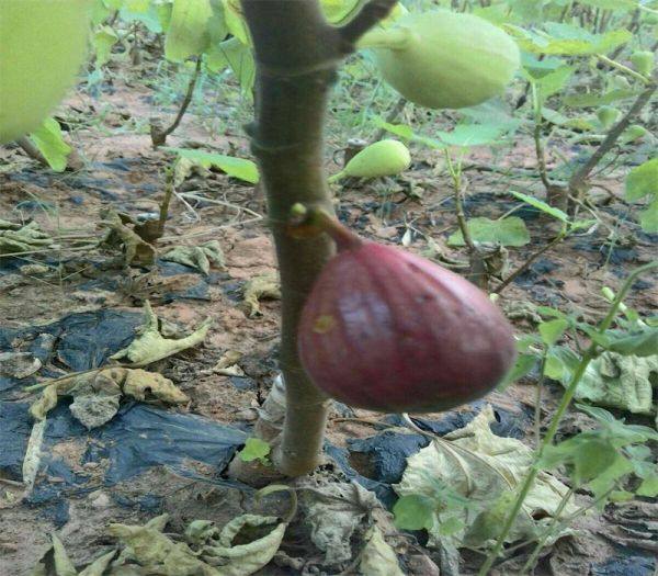 金傲芬無花果苗