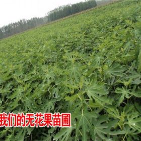 5公分青皮无花果种植基地适合种哪个品种