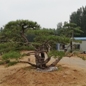 泰山造型松基地哪家的好