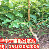 李子苗李子樹苗種植技術(shù)