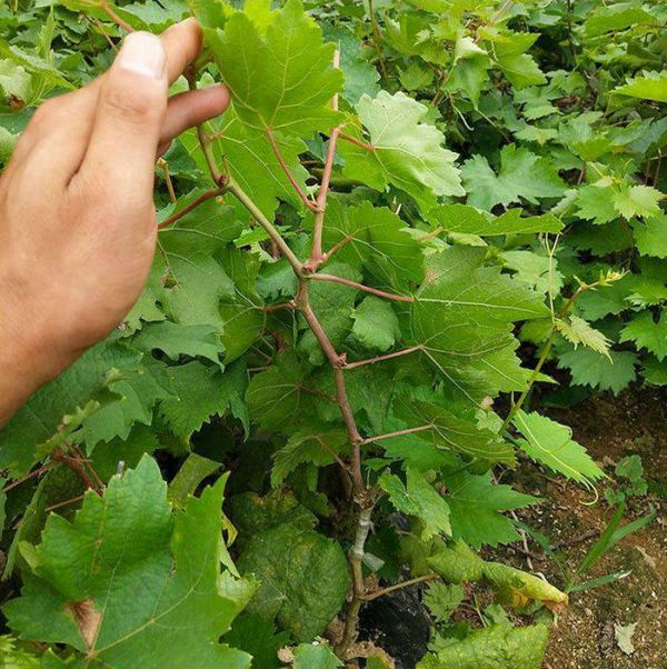 玫瑰香葡萄苗供应,玫瑰香葡萄苗种植基地