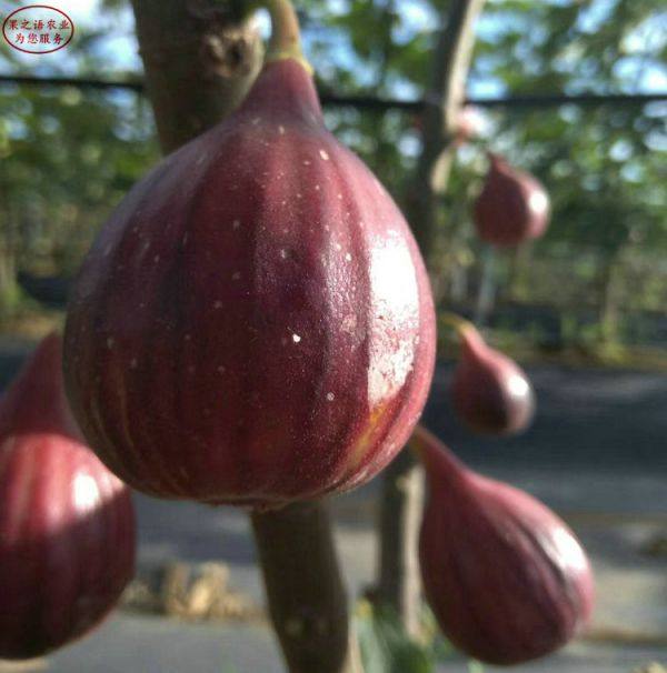 中國(guó)紫果無(wú)花果苗