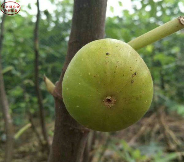 原生型无花果无花果苗