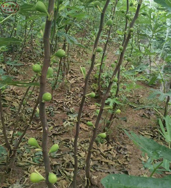 新疆早黄无花果苗