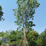 菩提樹苗價格 廣東菩提樹種植基地