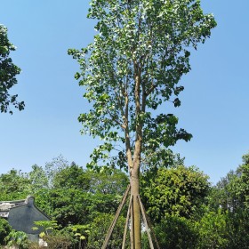 菩提树苗价格 广东菩提树种植基地