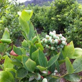 5年珠宝蓝莓苗基地直销成活率高一亩地的投资