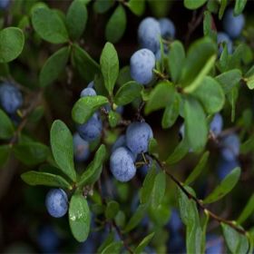 5年珠宝蓝莓苗当年挂果树形修剪