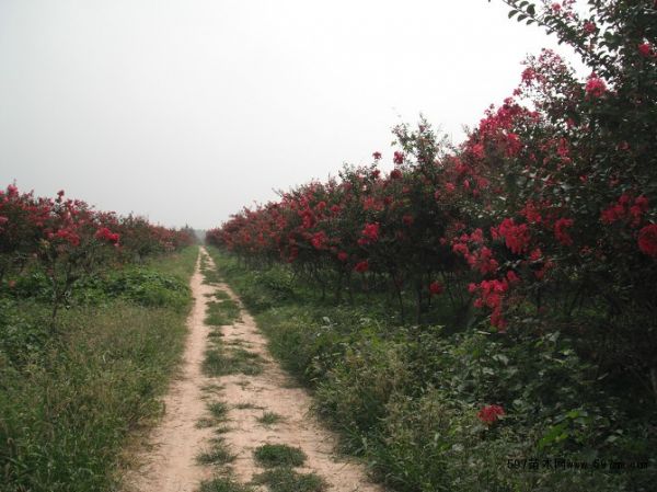 北京东城红花紫薇,产地