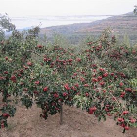 3公分黄山楂苗种植基地耐寒耐盐碱性果皮颜色