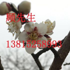 蘇州梅花樹，紅綠梅果梅，梅花樹樁盆景，景觀樹基地