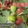 山東無(wú)花果種植基地