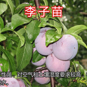 泰安李子苗種植基地哪家好