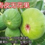 山東無花果種植基地