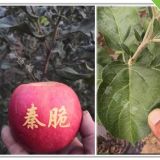 矮化秦脆蘋(píng)果苗種植行距，現(xiàn)在多少錢(qián)一棵