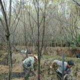 批發(fā)供應園林景觀工程樹福建山櫻花