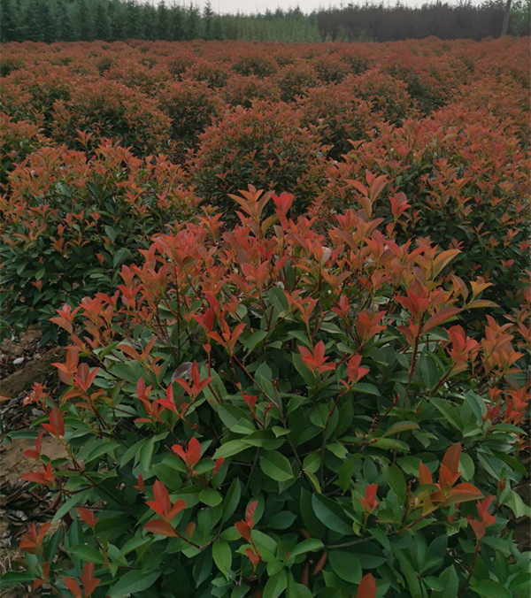 紅葉石楠