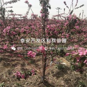 秦脆苹果苗、秦脆苹果苗多少钱一棵