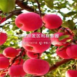 紅嘎啦蘋果樹苗、紅嘎啦蘋果樹苗基地