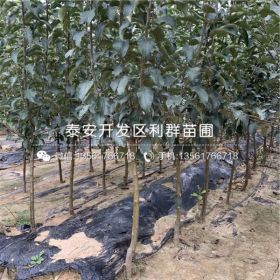 神富六号苹果树苗、神富六号苹果树苗价格