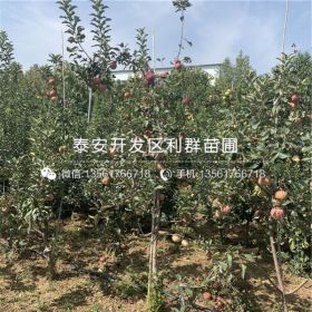 中秋王苹果苗、中秋王苹果苗基地