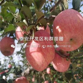 煙富8號蘋果樹苗、煙富8號蘋果樹苗價格