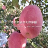 紅心蘋(píng)果樹(shù)苗、紅心蘋(píng)果樹(shù)苗多少錢一棵