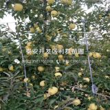 花牛蘋(píng)果苗、花牛蘋(píng)果苗基地