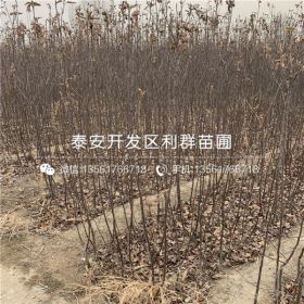 众成一号苹果苗、众成一号苹果苗基地