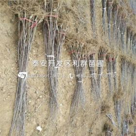 烟富0号苹果苗、烟富0号苹果苗多少钱一棵