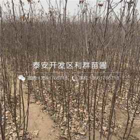 众成3号苹果树苗、众成3号苹果树苗批发