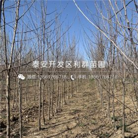 矮化苹果苗、矮化苹果苗价格