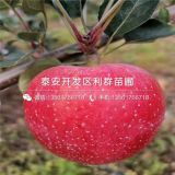 紅心蘋(píng)果苗、紅心蘋(píng)果苗基地