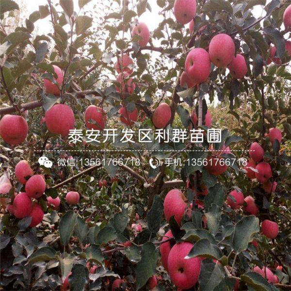 華碩蘋果樹苗