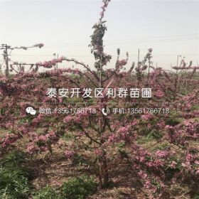 华硕苹果树苗、华硕苹果树苗基地