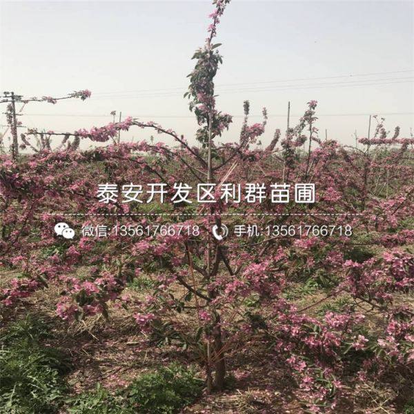 華碩蘋果樹苗