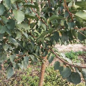 晚熟杏树苗种植基地	种植方法种植技术