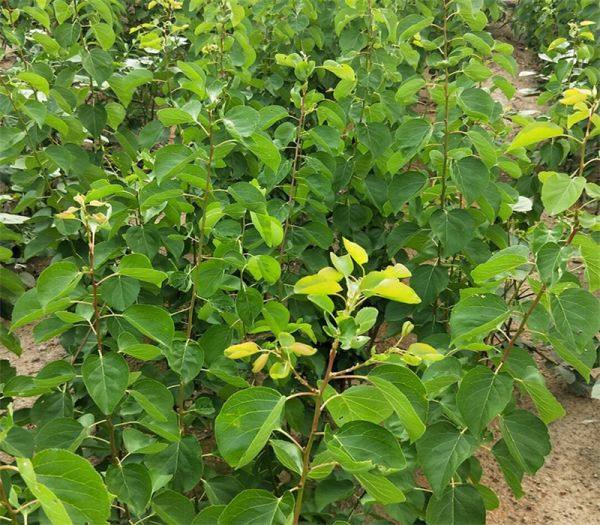 晚熟杏樹苗種植基地