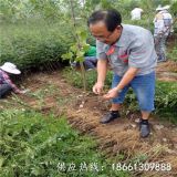 花椒苗价格、泰安花椒苗基地、花椒苗多少钱