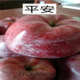 煙富零號(hào)蘋(píng)果苗   八號(hào)蘋(píng)果苗價(jià)格