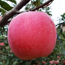 紅星蘋果樹苗、紅星蘋果樹苗報(bào)價(jià)、紅星蘋果樹苗價(jià)格