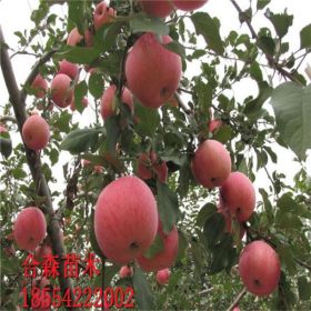 蜜脆蘋果樹苗批發(fā)價(jià)格、蜜脆蘋果樹苗價(jià)格