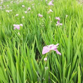 供應(yīng)水生鳶尾 黃花鳶尾圖片 水生鳶尾價(jià)格