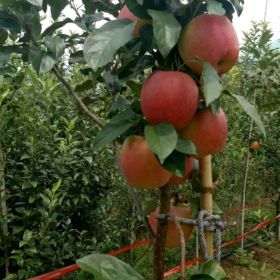 红肉苹果树苗特价 红肉苹果树苗哪里买