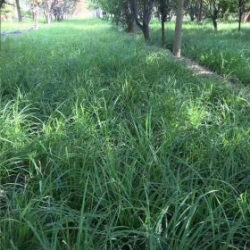 北京嶗峪苔草基地出售嶗峪苔草裸根苗