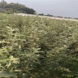 秦脆苹果苗价格  秦脆苹果苗价格多少钱一株