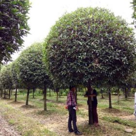 冠幅4米的精修剪桂花 半弧形桂花 四川桂花产地出售 桂花报价