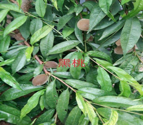 3公分金傲油桃苗什么时候种植好