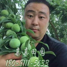 青脆李苗价格，茂县晚熟李子苗价格