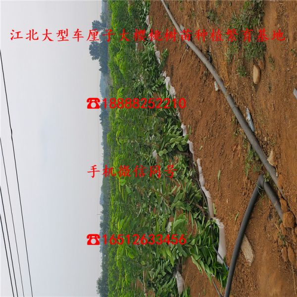 矮化红南阳樱桃苗 三年矮化红南阳樱桃苗报价及基地_批发基地